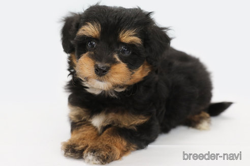 成約済の神奈川県のミックス犬-301725の1枚目